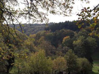 Eltville weist neuen 5,4 Kilometer langen Rundweg in Rauenthal aus