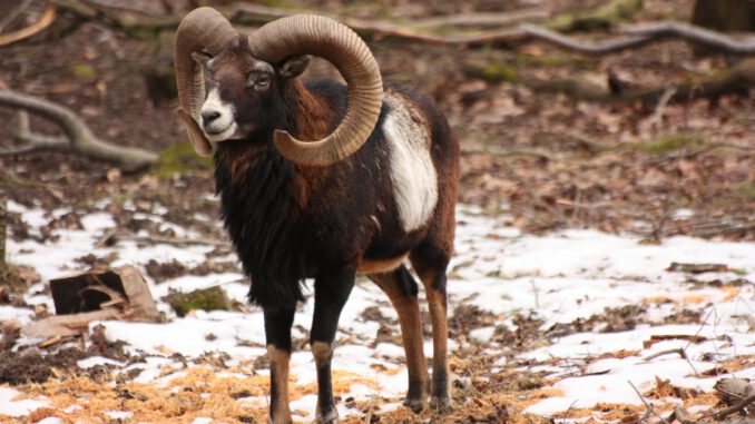 Fasanerie veranstaltet Familienführung zu Überlebensstrategien von Wildtieren im Winter Fasanerie veranstaltet Familienführung zu Überlebensstrategien von Wildtieren im Winter