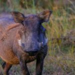 Rheingau Taunus Kreis seit Februar ohne neue ASP-Nachweise