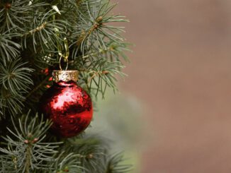 Weihnachtsbäume aus dem heimischen Wald: Verkauf in Rauenthal am 20. Dezember