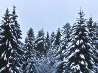 Weihnachtsbäume aus Rauenthal: Forstamt verkauft Nordmanntannen und Nobilistannen am 20. Dezember