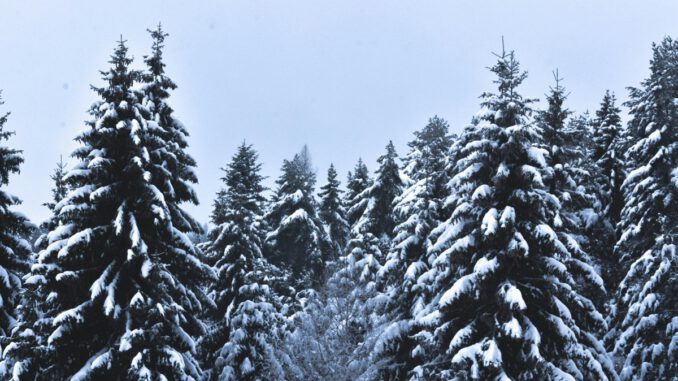 Weihnachtsbäume aus Rauenthal: Forstamt verkauft Nordmanntannen und Nobilistannen am 20. Dezember Weihnachtsbäume aus Rauenthal: Forstamt verkauft Nordmanntannen und Nobilistannen am 20. Dezember