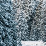 Weihnachtsbäume im Wald auswählen und selbst schlagen: Angebot des Forstamts Rüdesheim