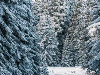 Weihnachtsbäume im Wald auswählen und selbst schlagen: Angebot des Forstamts Rüdesheim