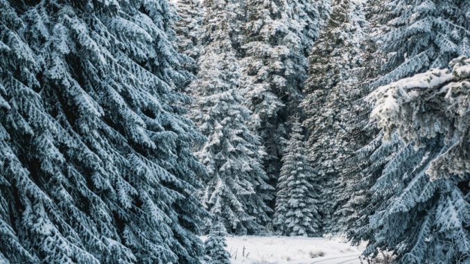 Weihnachtsbäume im Wald auswählen und selbst schlagen: Angebot des Forstamts Rüdesheim Weihnachtsbäume im Wald auswählen und selbst schlagen: Angebot des Forstamts Rüdesheim