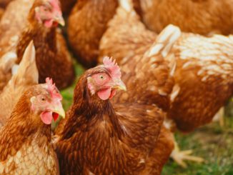 Wiesbaden hebt Stallpflicht für Geflügel auf – Auflagen zur Biosicherheit bleiben bestehen