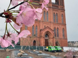 Wiesbaden setzt auf 24 neue Bäume und unterirdische Bewässerung auf dem Schlossplatz