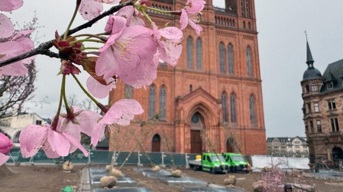 Wiesbaden setzt auf 24 neue Bäume und unterirdische Bewässerung auf dem Schlossplatz